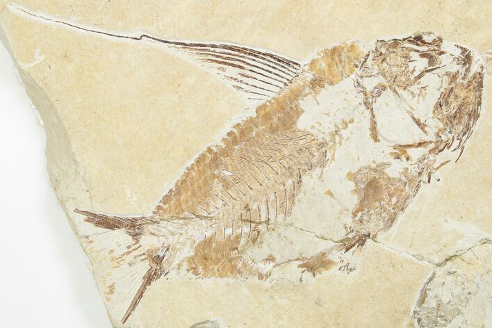 5" Cretaceous Fish (Nematonotus) with Lobster & Shrimp - Lebanon